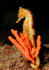 Hippocampus kelloggi