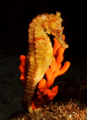 Hippocampus kelloggi
