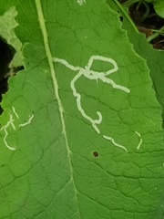 Phytomyza primulae