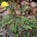 Taraxacum erythrospermum - Photo (c) Tim Quinn, μερικά δικαιώματα διατηρούνται (CC BY-NC), uploaded by Tim Quinn
