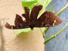 Erebus hieroglyphica