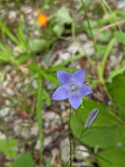 Campanula intercedens