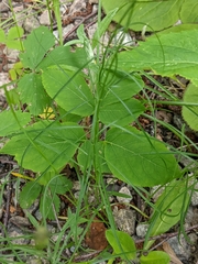Campanula intercedens