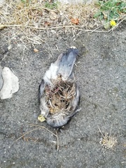 Columba livia domestica
