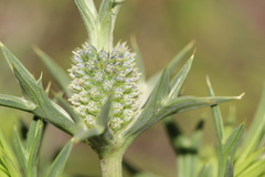 Eryngium comosum