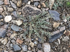 Astragalus lentiginosus semotus
