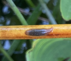 Helobdella