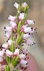Erica simulans simulans