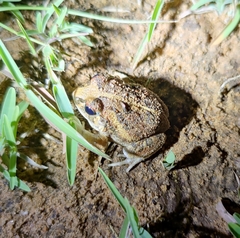 Sphaerotheca bengaluru
