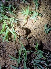 Sphaerotheca bengaluru