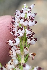 Erica simulans simulans