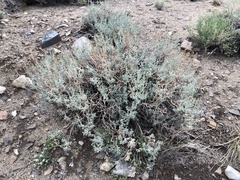 Artemisia rothrockii