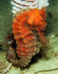 Hippocampus kelloggi