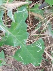 Phytomyza syngenesiae group