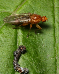 Suillia convergens
