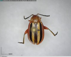 Disonycha leptolineata