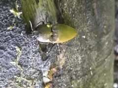 Pyrophorus noctilucus