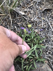 Penstemon heterodoxus heterodoxus