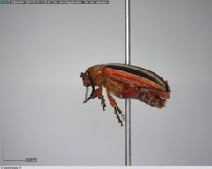 Disonycha leptolineata