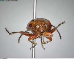 Disonycha leptolineata