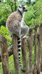 Lemuridae