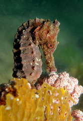 Hippocampus kelloggi
