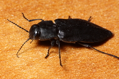 Melanophila acuminata