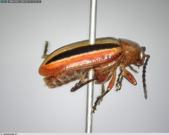 Disonycha leptolineata