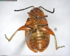 Disonycha leptolineata