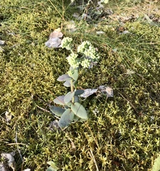 Hylotelephium maximum ruprechtii