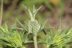 Eryngium comosum