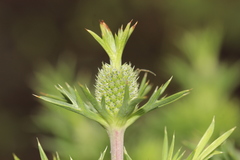 Eryngium comosum