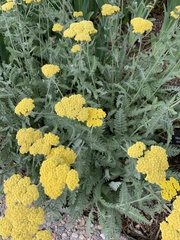 Achillea clypeolata