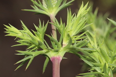 Eryngium comosum