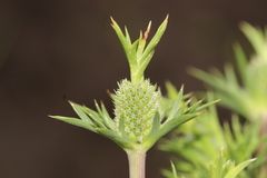 Eryngium comosum