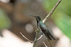 Anthracothorax dominicus