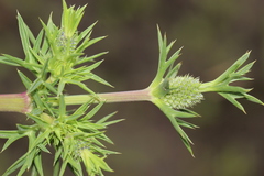 Eryngium comosum