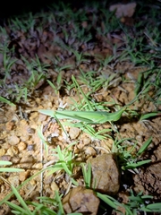Acrida cinerea