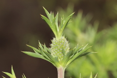 Eryngium comosum