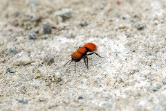 Pseudomethoca anthracina