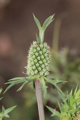 Eryngium comosum