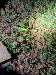 Acrida cinerea