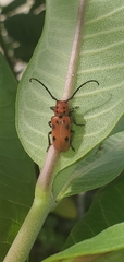 Tetraopes tetrophthalmus