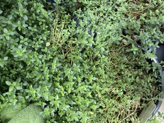 Thymus × citriodorus