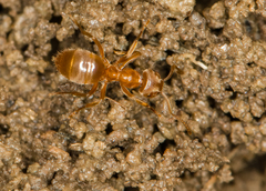 Lasius