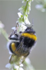 Bombus