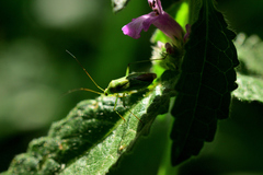 Calocoris affinis