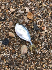 Chloroscombrus chrysurus