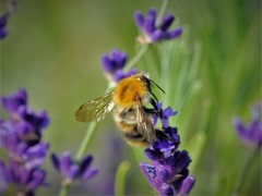 Bombus pascuorum