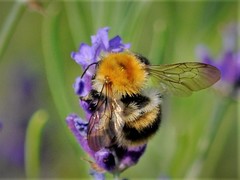 Bombus pascuorum